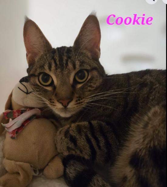 Cookie, an adoptable mixed breed in Escondido, CA image 3/4
