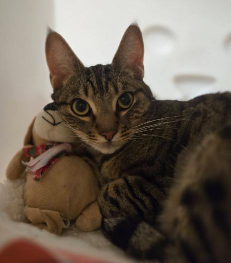 Cookie, an adoptable mixed breed in Escondido, CA image 1/4