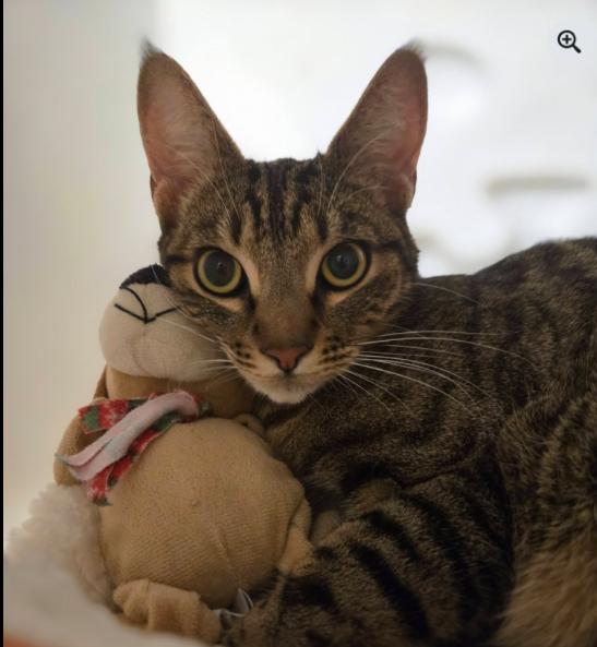 Cookie, an adoptable mixed breed in Escondido, CA image 4/4