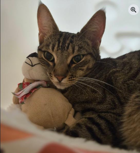 Cookie, an adoptable mixed breed in Escondido, CA image 2/4