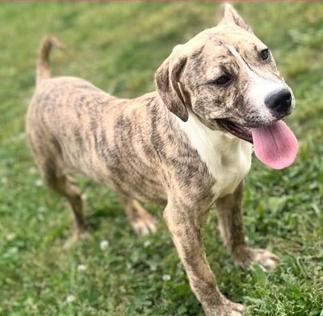 Enlarge Caity 23D-0221, a Adopted mixed breed in Corinth, MS image 1/6