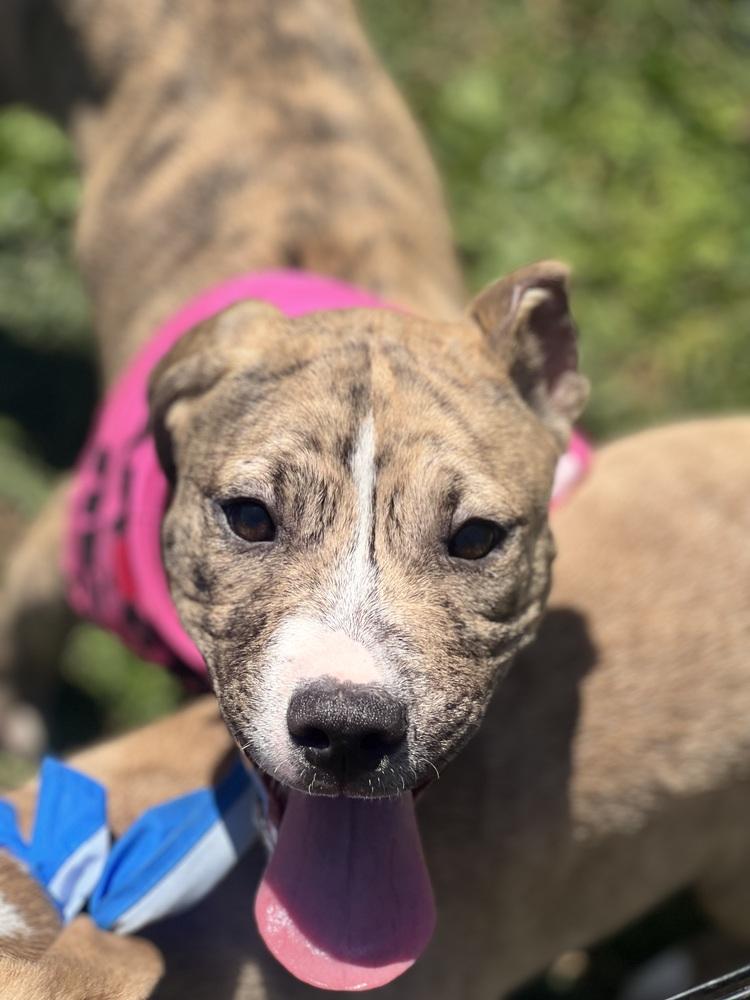 Enlarge Caity 23D-0221, a Adopted mixed breed in Corinth, MS image 3/6