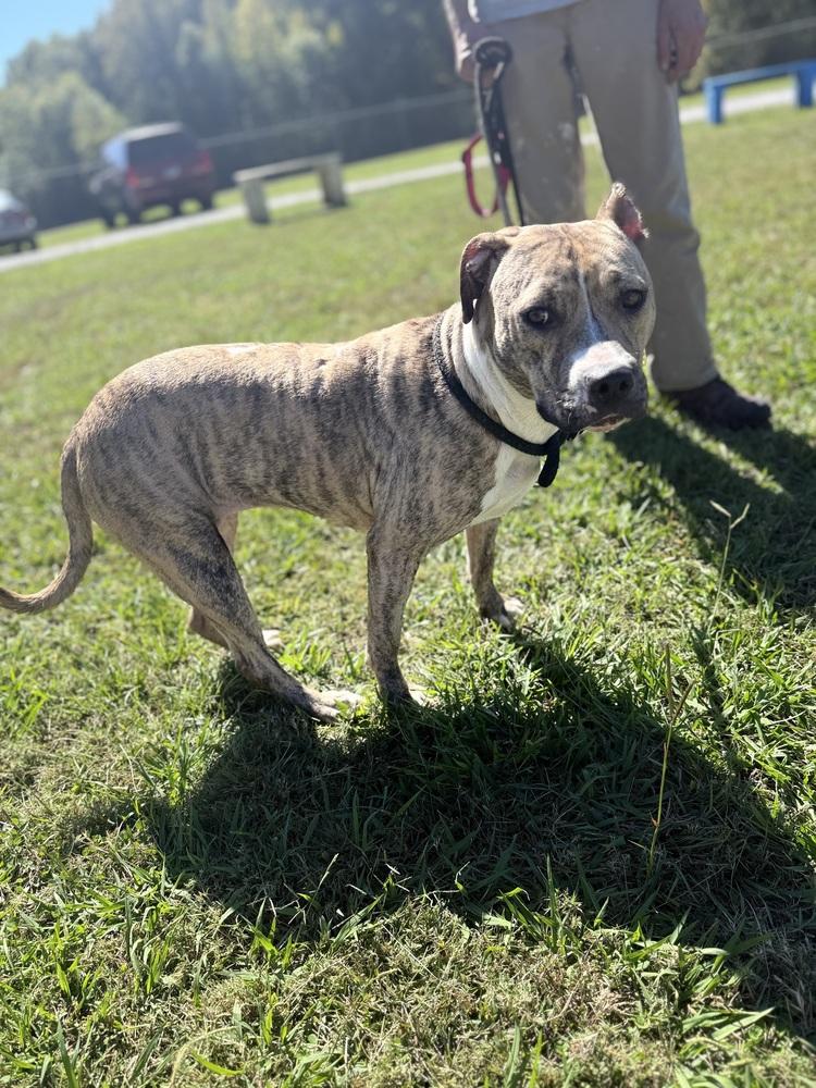 Enlarge Caity 23D-0221, a Adopted mixed breed in Corinth, MS image 4/6