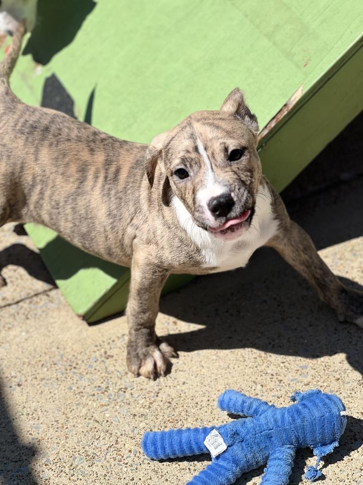 Enlarge Caity 23D-0221, a Adopted mixed breed in Corinth, MS image 5/6