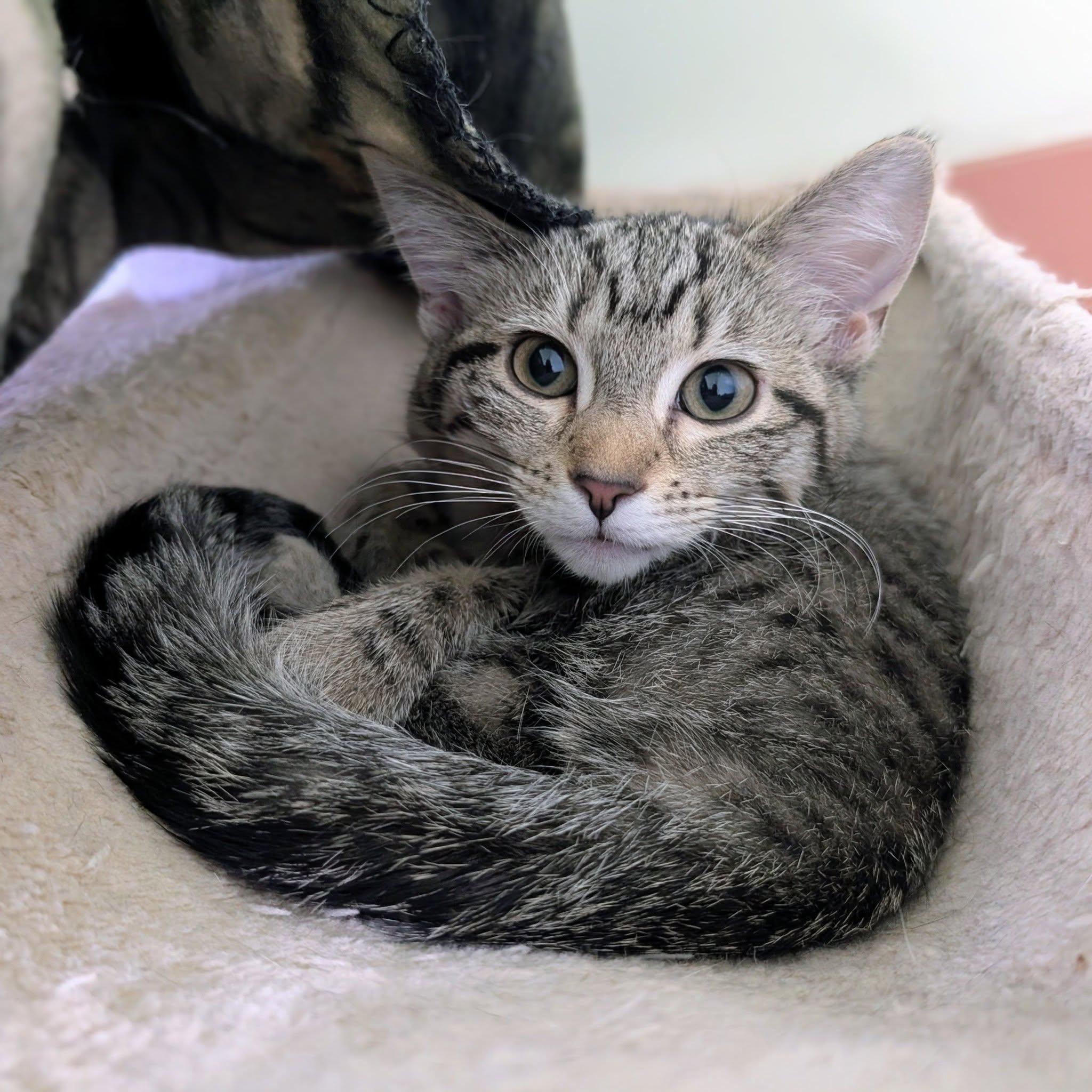Bydureon, ADOPTABLE, Kitten Female Domestic Short Hair.