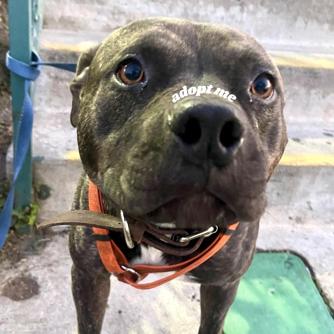 MOOSE, a Adoptable mixed breed in Ontario, CA image 4/5