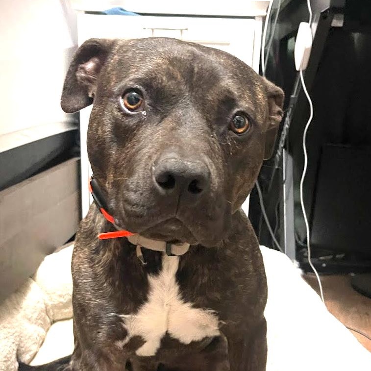 MOOSE, a Adoptable mixed breed in Ontario, CA image 1/5