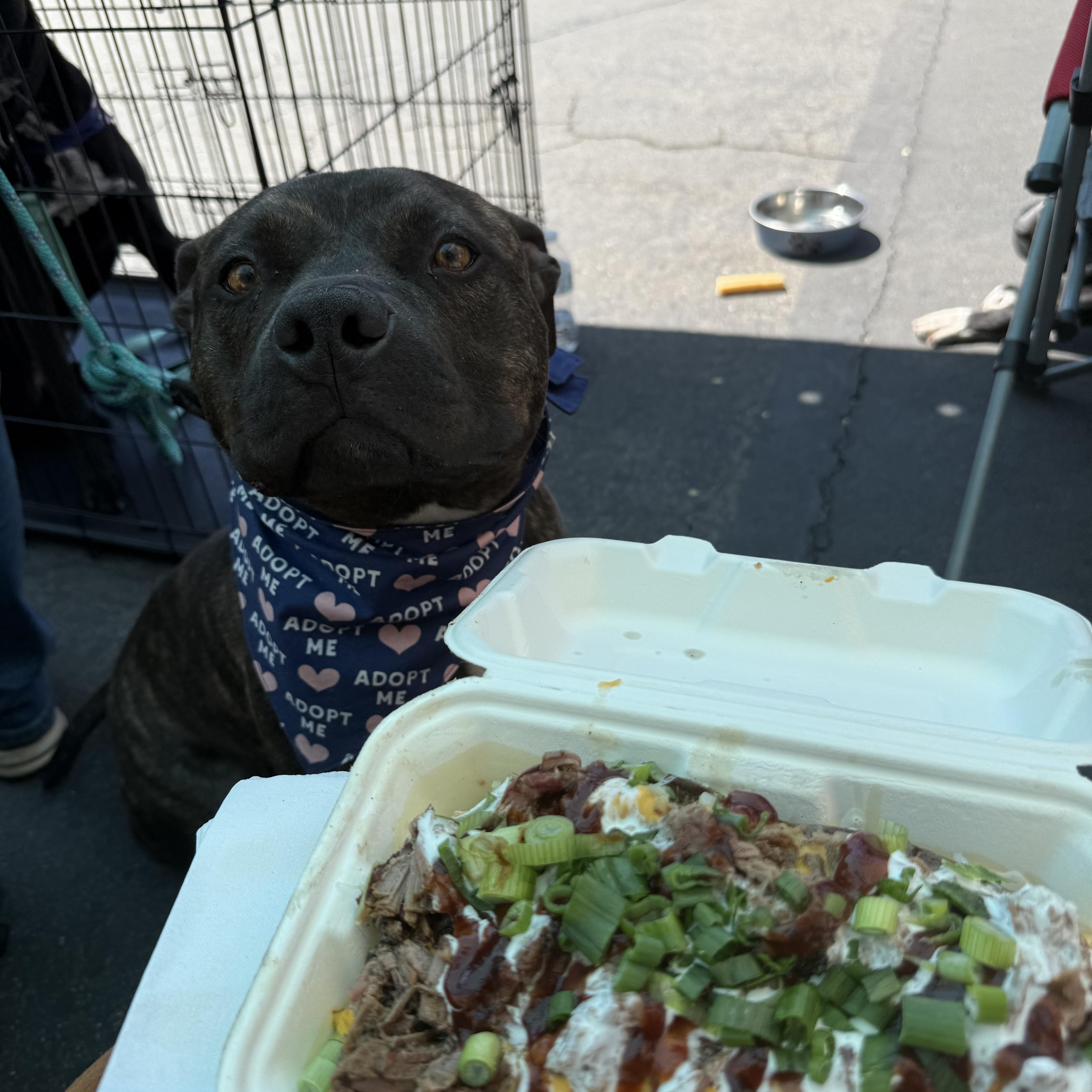 MOOSE, a Adoptable mixed breed in Ontario, CA image 2/5