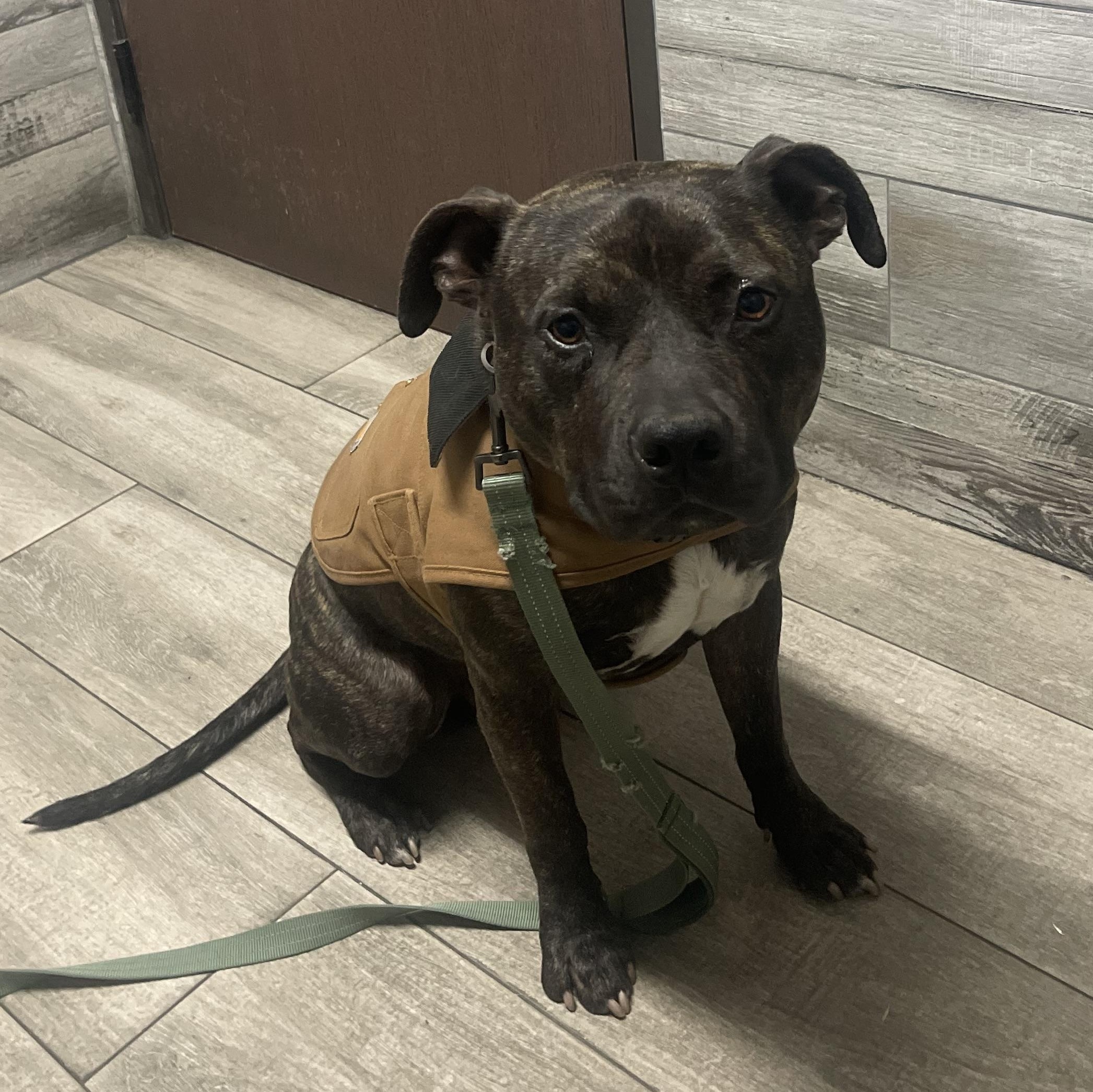 MOOSE, a Adoptable mixed breed in Ontario, CA image 3/5