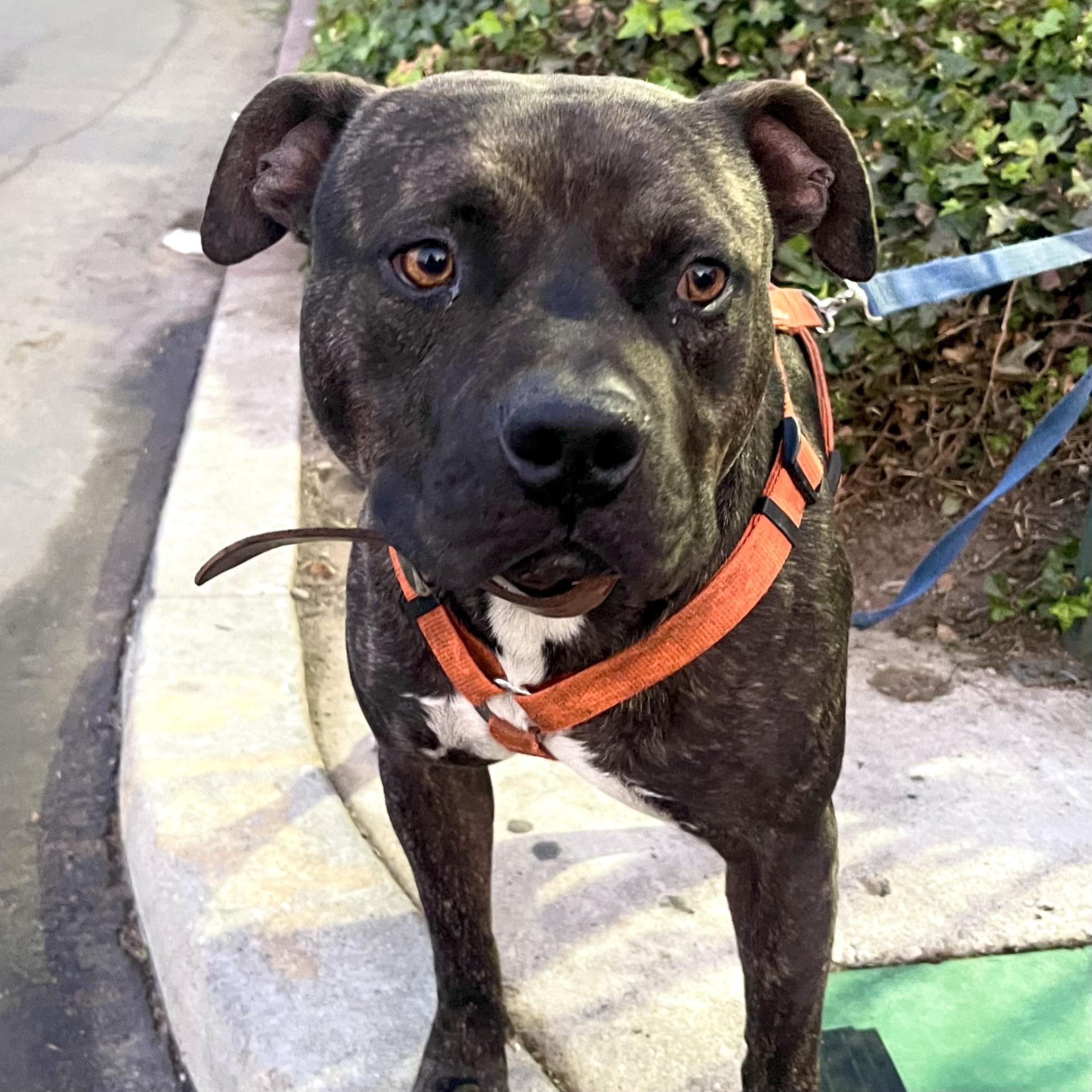 MOOSE, a Adoptable mixed breed in Ontario, CA image 5/5