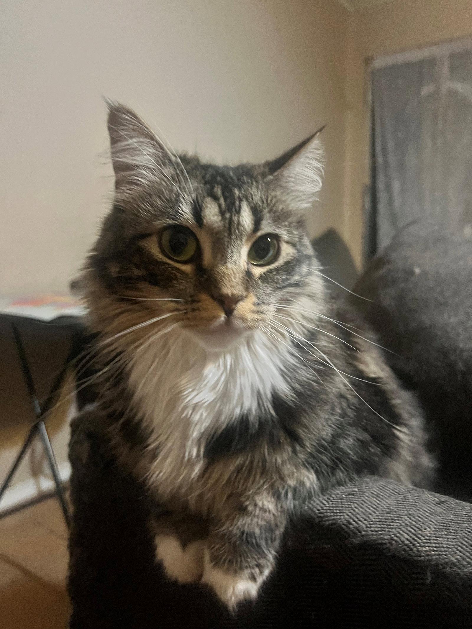 Paco BONDED with Lili, Adoptable, Adult Female Maine Coon & Norwegian Forest Cat.