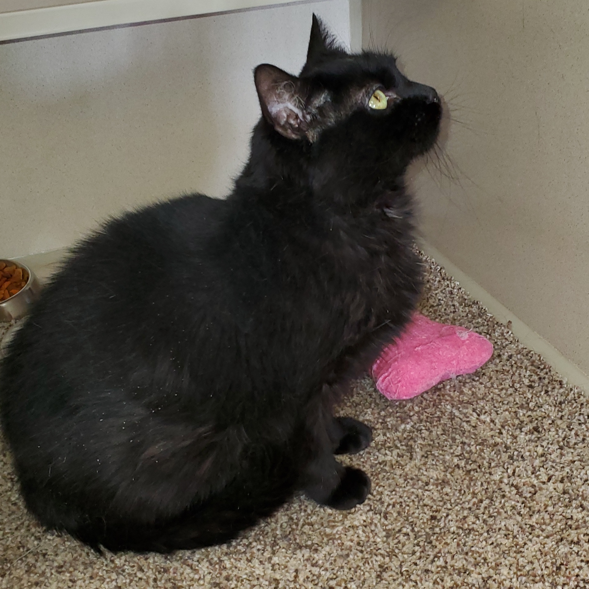 Enlarge Lucy, a Adoptable mixed breed in Thayne, WY image 2/3