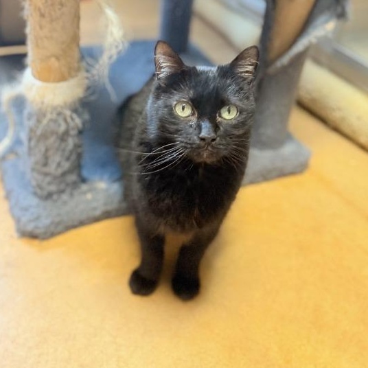Lucy, Adoptable, Adult Female Domestic Medium Hair.