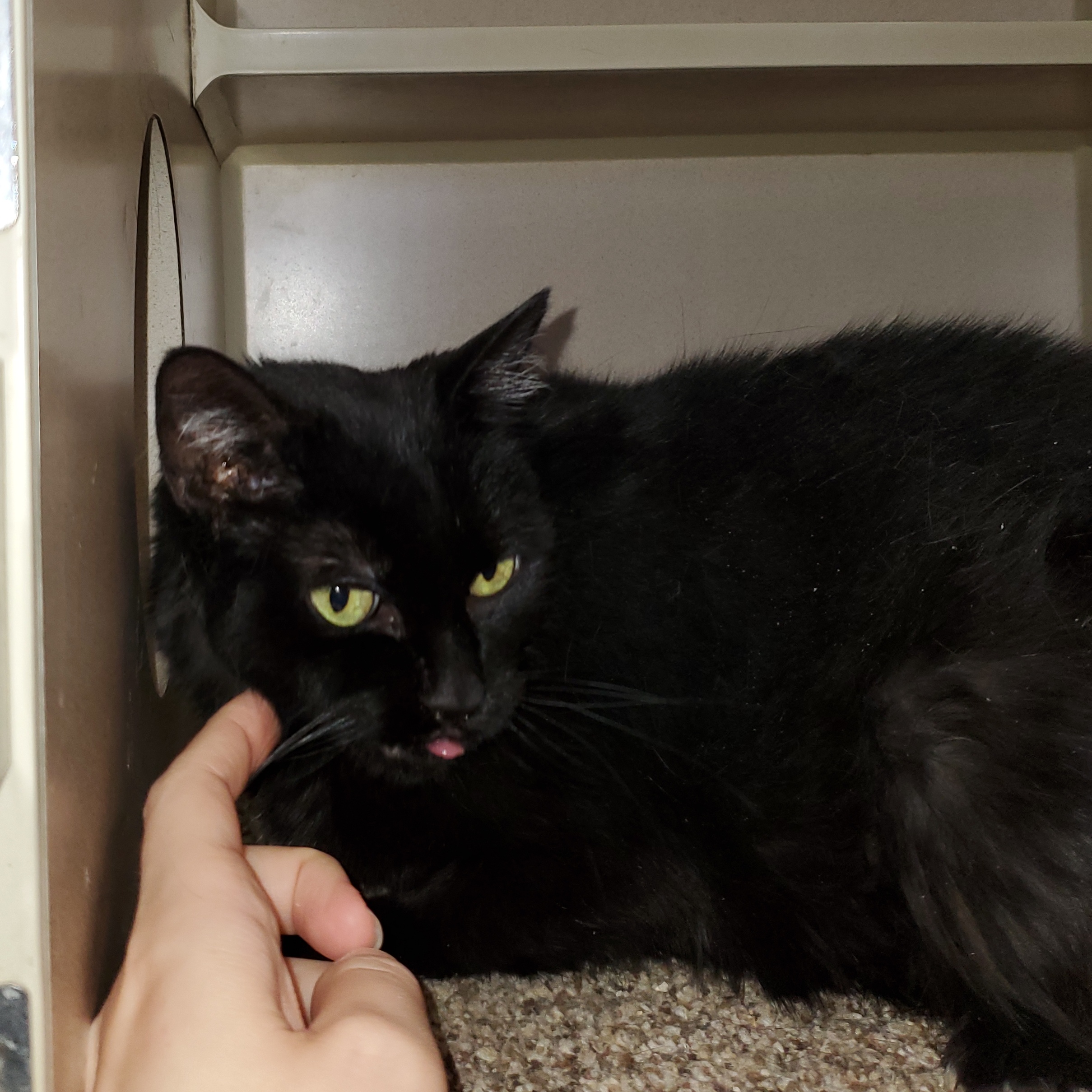 Enlarge Lucy, a Adoptable mixed breed in Thayne, WY image 3/3