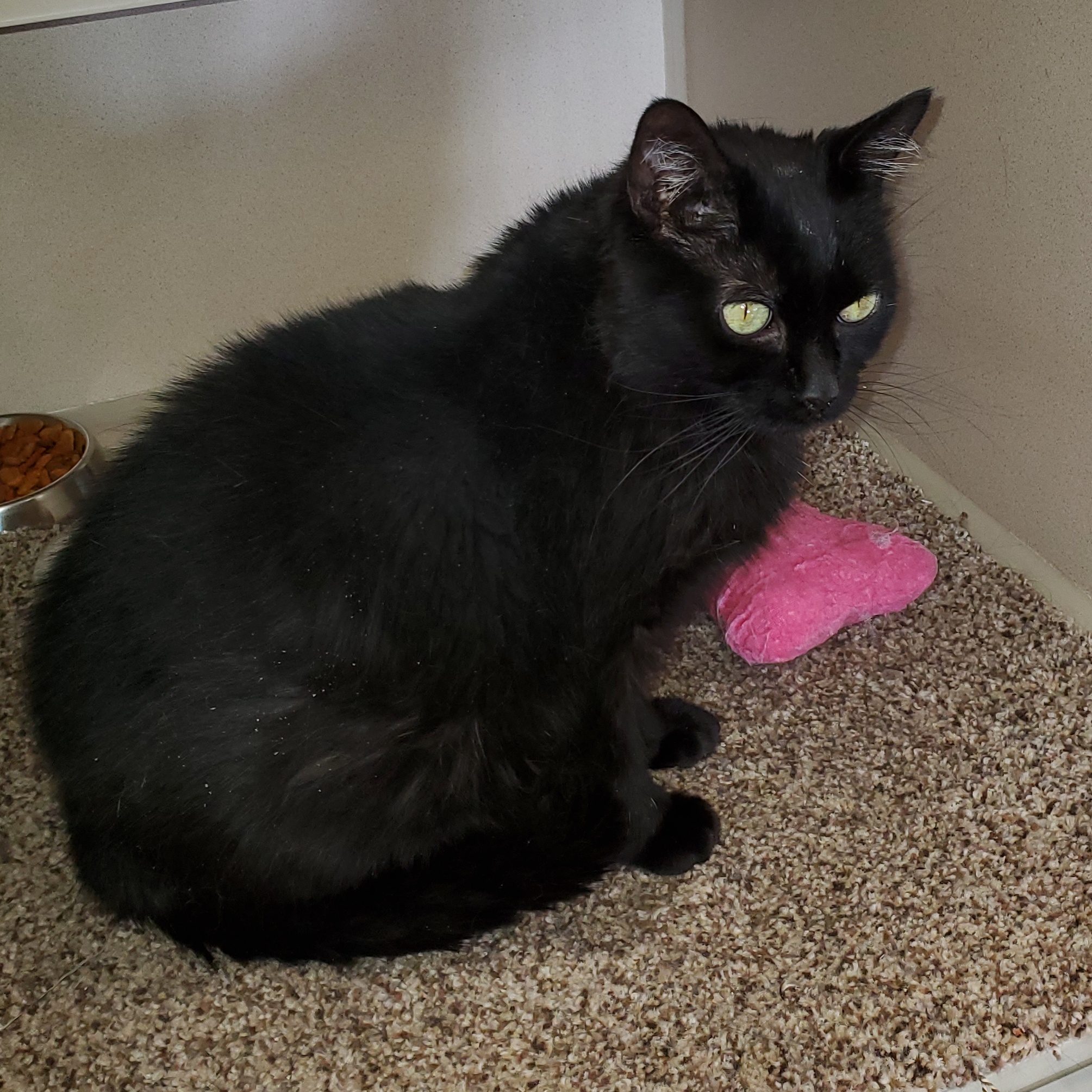 Enlarge Lucy, a Adoptable mixed breed in Thayne, WY image 1/3