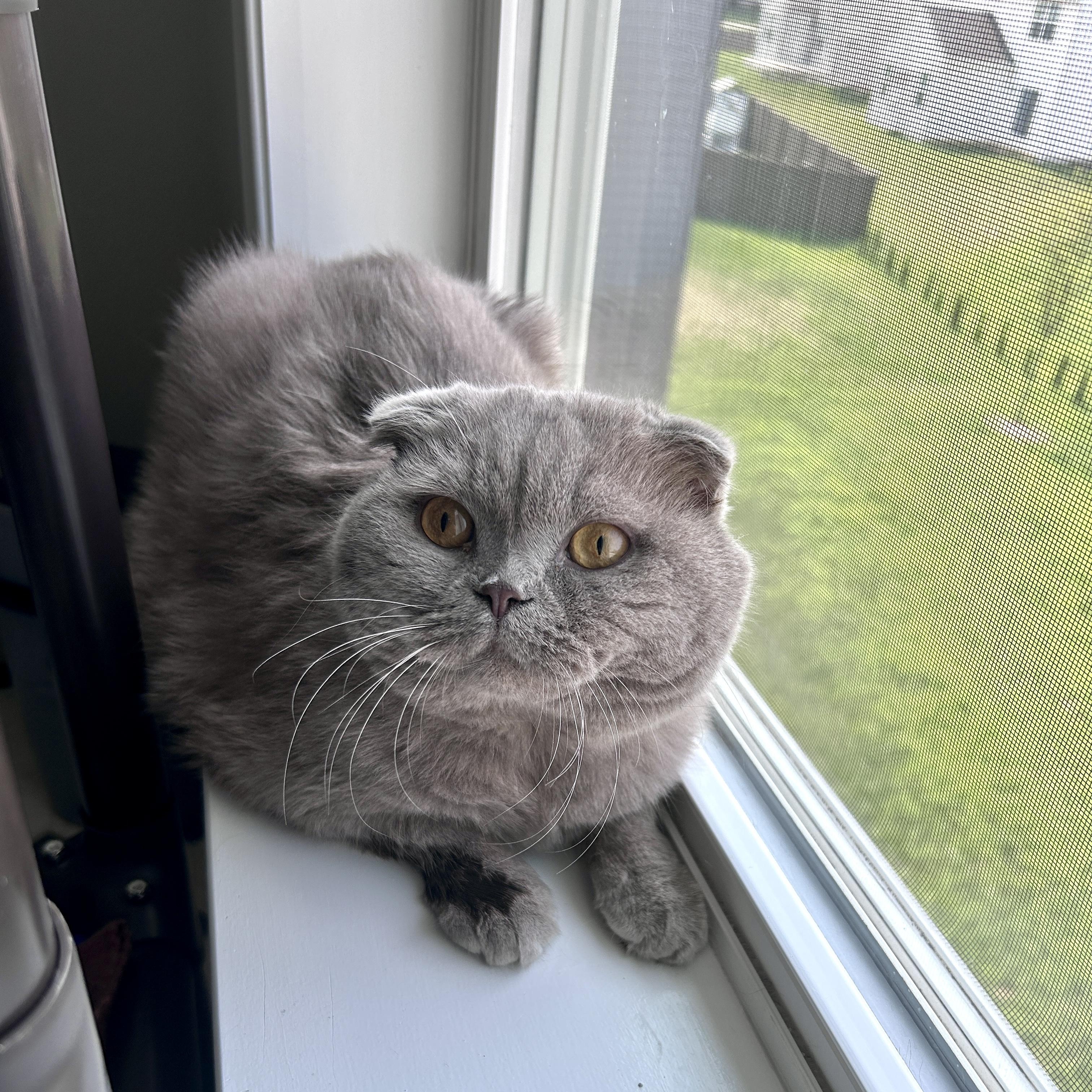 Enlarge Pablo, a Adopted Scottish Fold in Lancaster, PA image 2/3