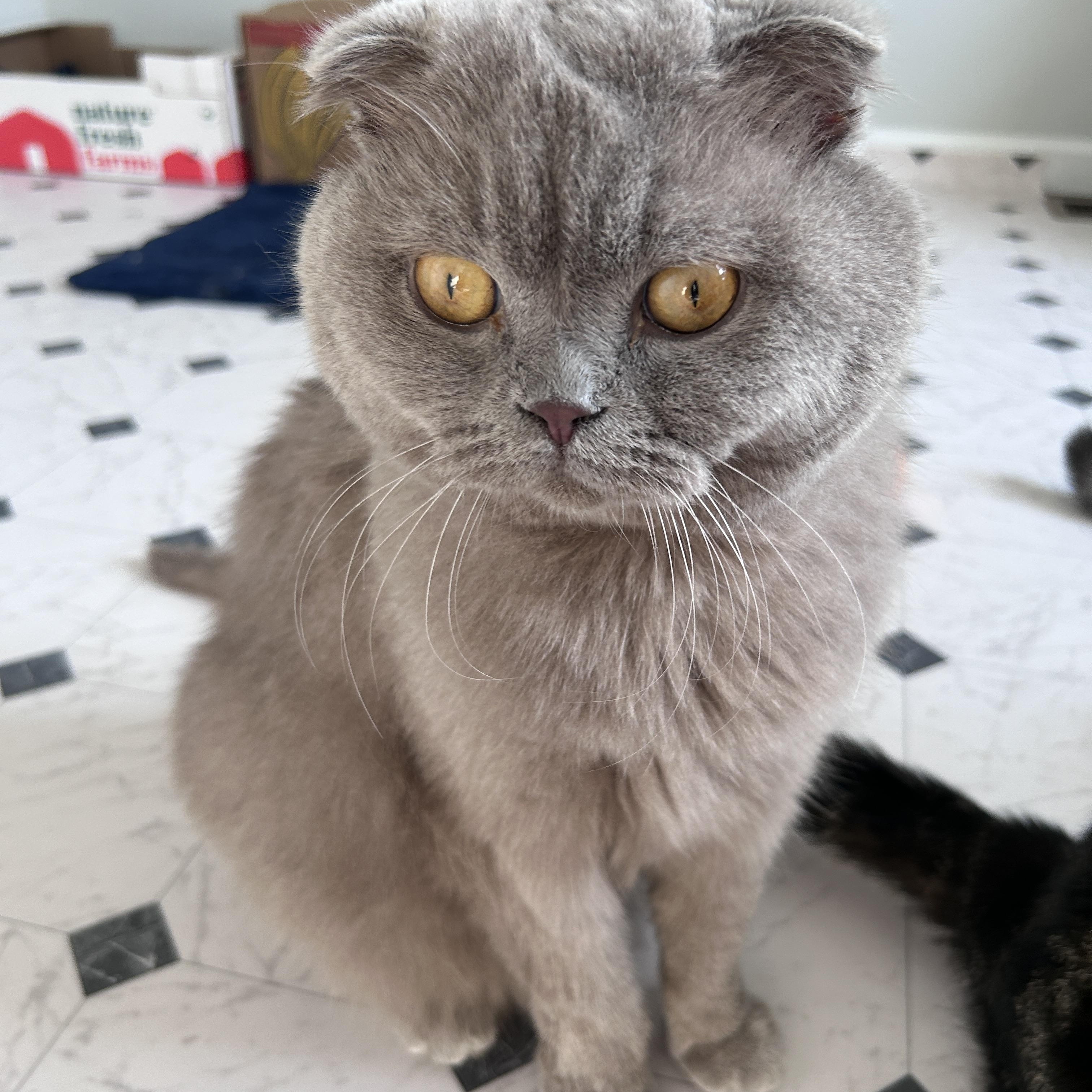 Enlarge Pablo, a Adopted Scottish Fold in Lancaster, PA image 1/3