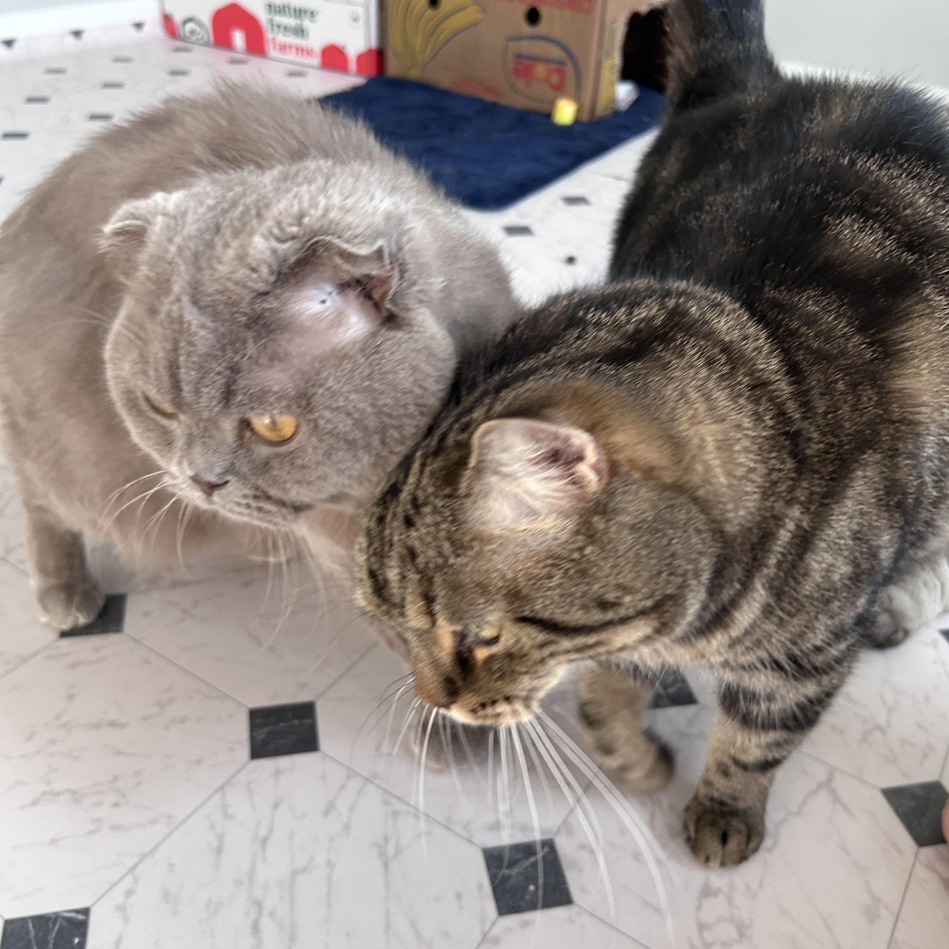 Enlarge Pablo, a Adopted Scottish Fold in Lancaster, PA image 3/3