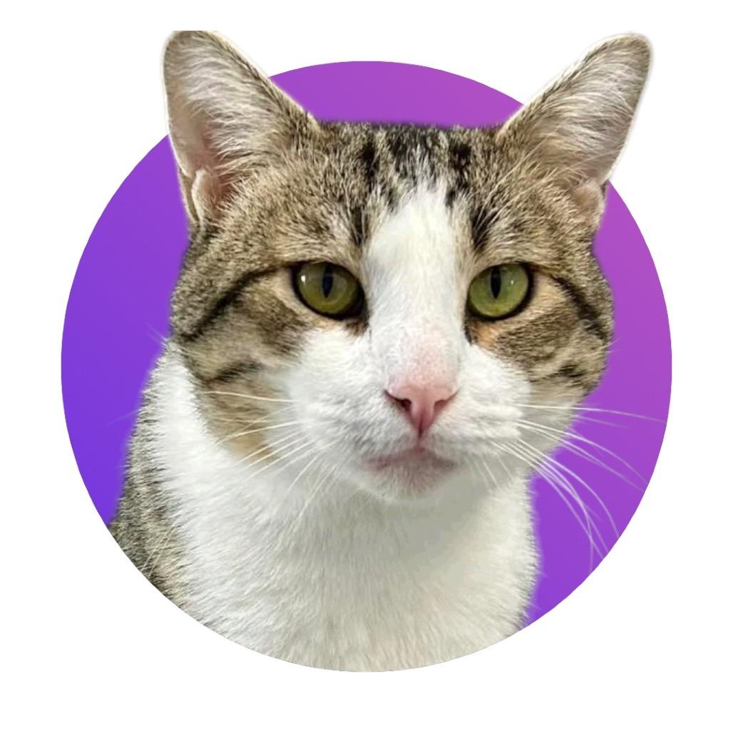 Dylan, Adoptable, Adult Male Domestic Short Hair.