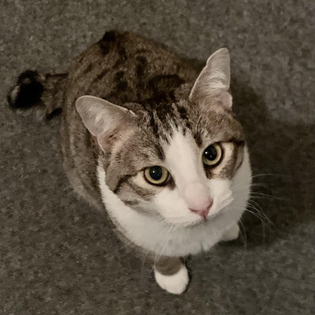 Enlarge Dylan, a Adoptable Domestic Short Hair in Pacific Grove, CA image 2/5