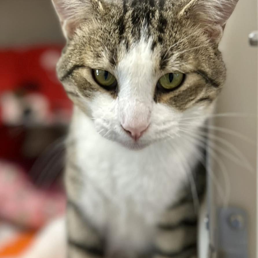 Enlarge Dylan, a Adoptable Domestic Short Hair in Pacific Grove, CA image 3/5