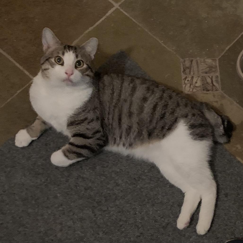 Enlarge Dylan, a Adoptable Domestic Short Hair in Pacific Grove, CA image 4/5