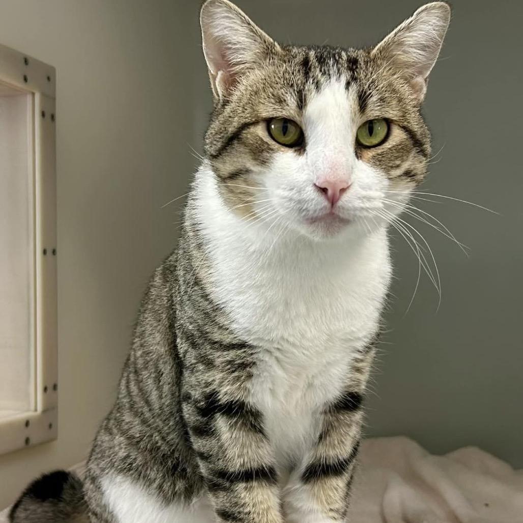 Enlarge Dylan, a Adoptable Domestic Short Hair in Pacific Grove, CA image 5/5