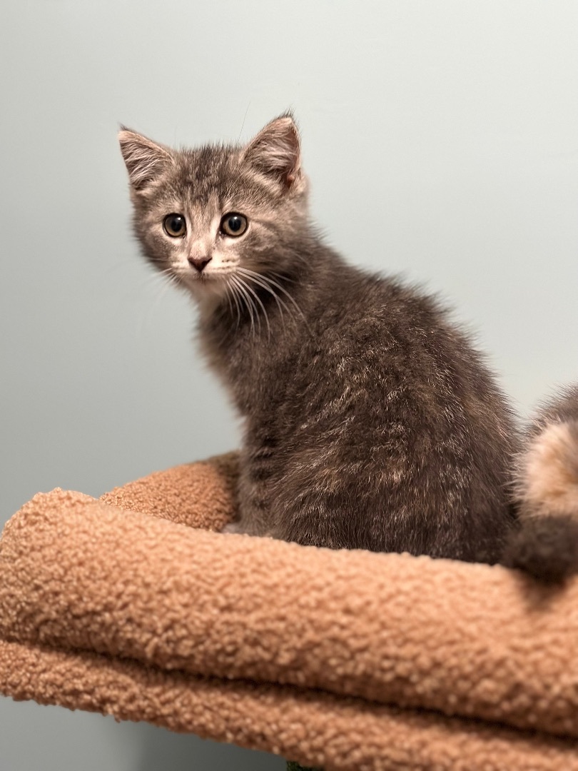 Enlarge Lola , a Adopted Domestic Short Hair in Bethel, OH image 1/4