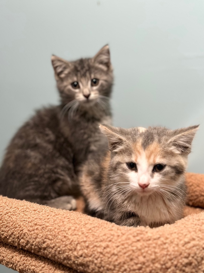 Enlarge Lola , a Adopted Domestic Short Hair in Bethel, OH image 2/4