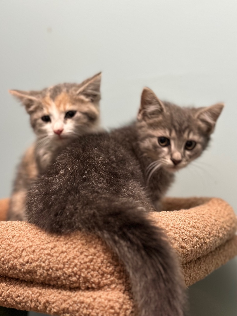 Enlarge Lola , a Adopted Domestic Short Hair in Bethel, OH image 3/4