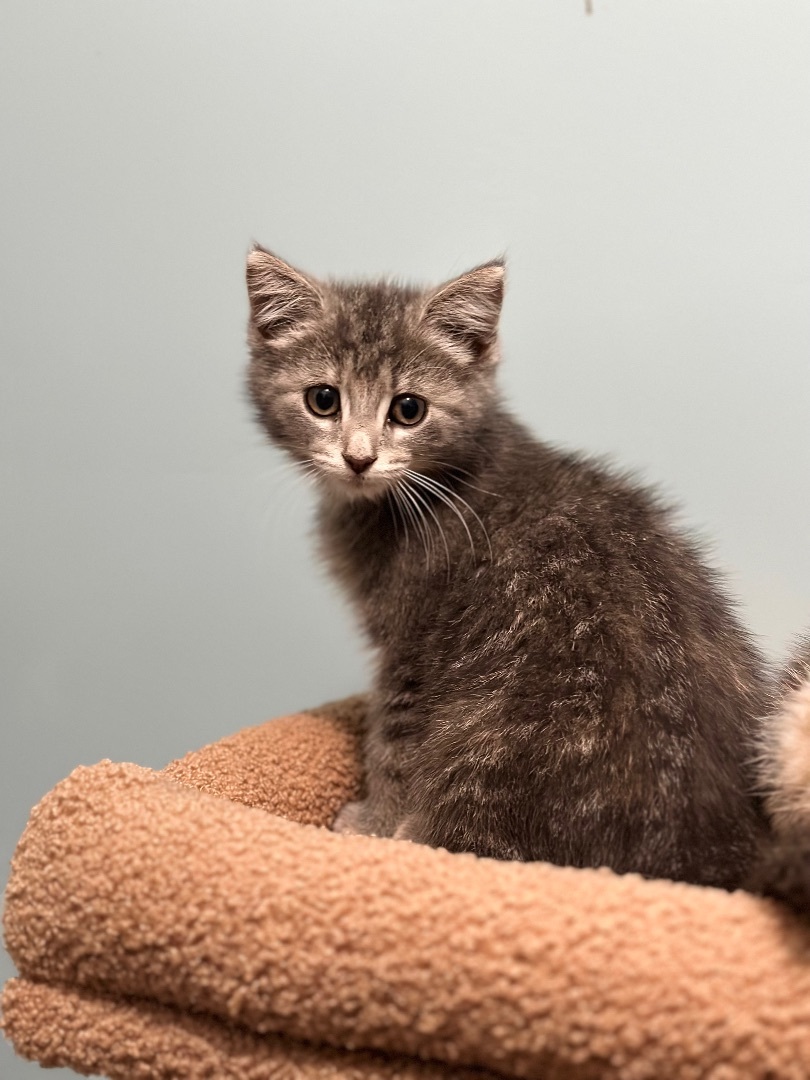 Enlarge Lola , a Adopted Domestic Short Hair in Bethel, OH image 4/4