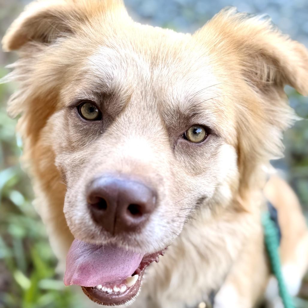 Hazel, Adoptable, Adult Female Mixed Breed.
