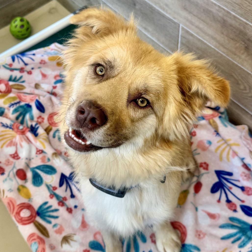 Enlarge Hazel, a Adoptable Mixed Breed in Chapel Hill, NC image 2/6
