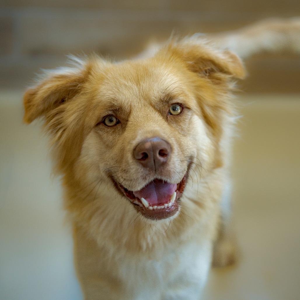 Enlarge Hazel, a Adoptable Mixed Breed in Chapel Hill, NC image 3/6