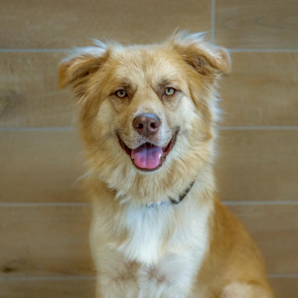 Enlarge Hazel, a Adoptable Mixed Breed in Chapel Hill, NC image 4/6