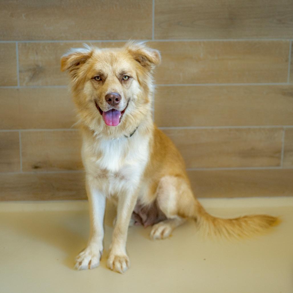 Enlarge Hazel, a Adoptable Mixed Breed in Chapel Hill, NC image 5/6