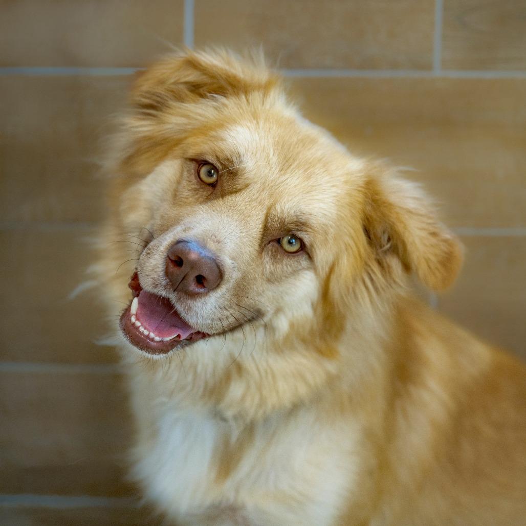 Enlarge Hazel, a Adoptable Mixed Breed in Chapel Hill, NC image 6/6