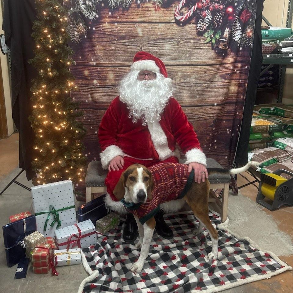 Enlarge Herald, a Adoptable mixed breed in Oswego, IL image 2/6