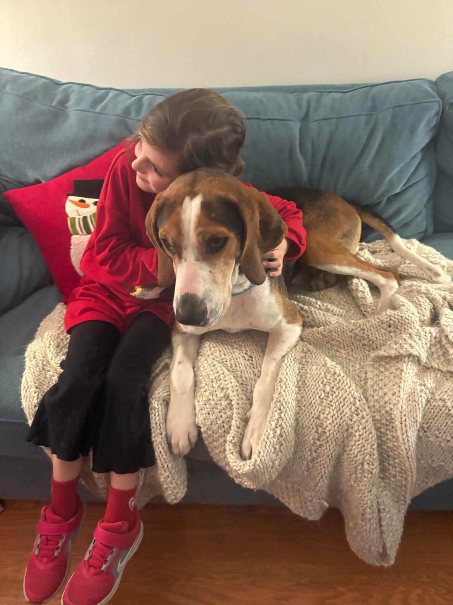 Enlarge Herald, a Adoptable mixed breed in Oswego, IL image 4/6