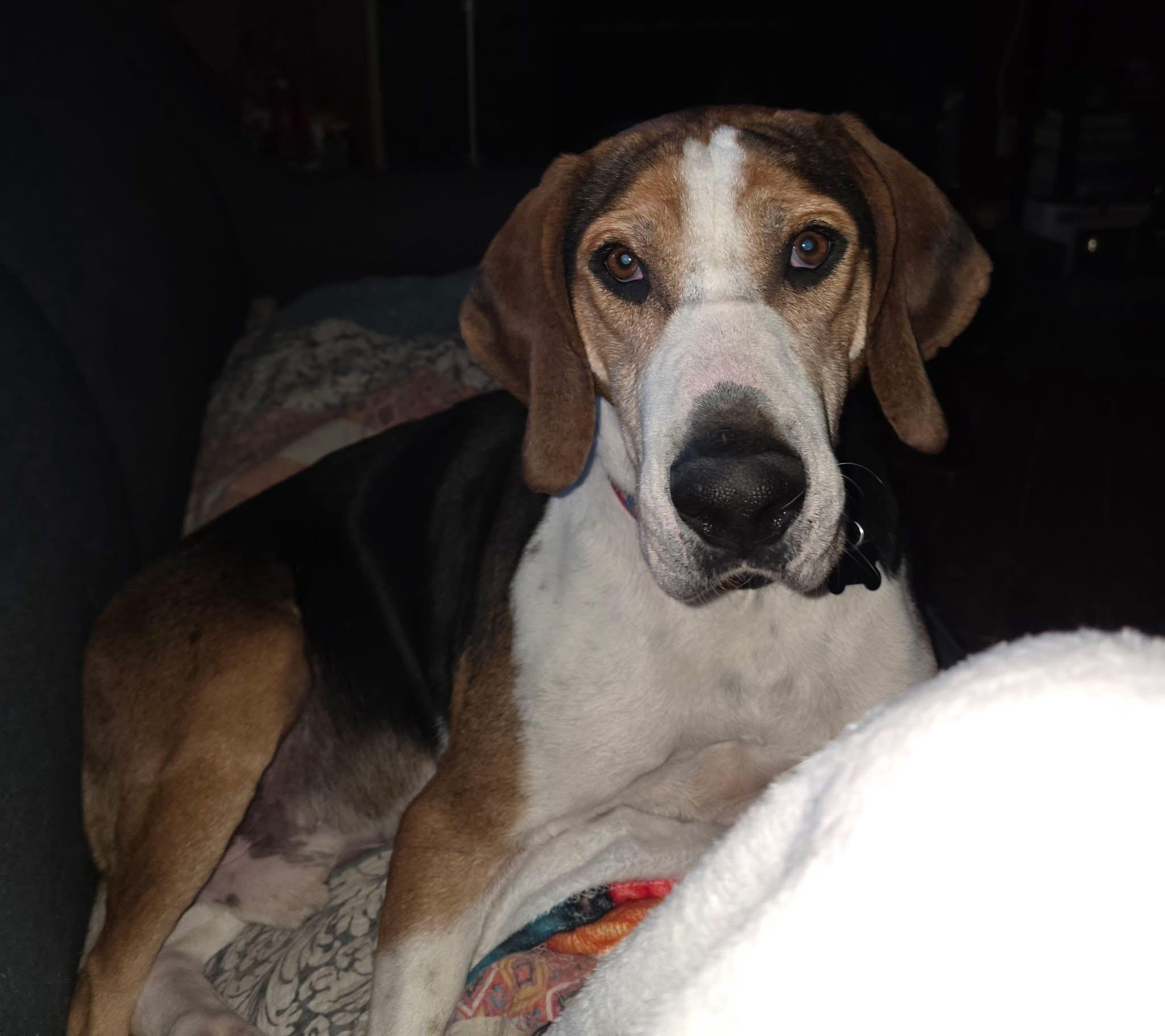 Herald, Adoptable, Adult Male Coonhound & Foxhound.