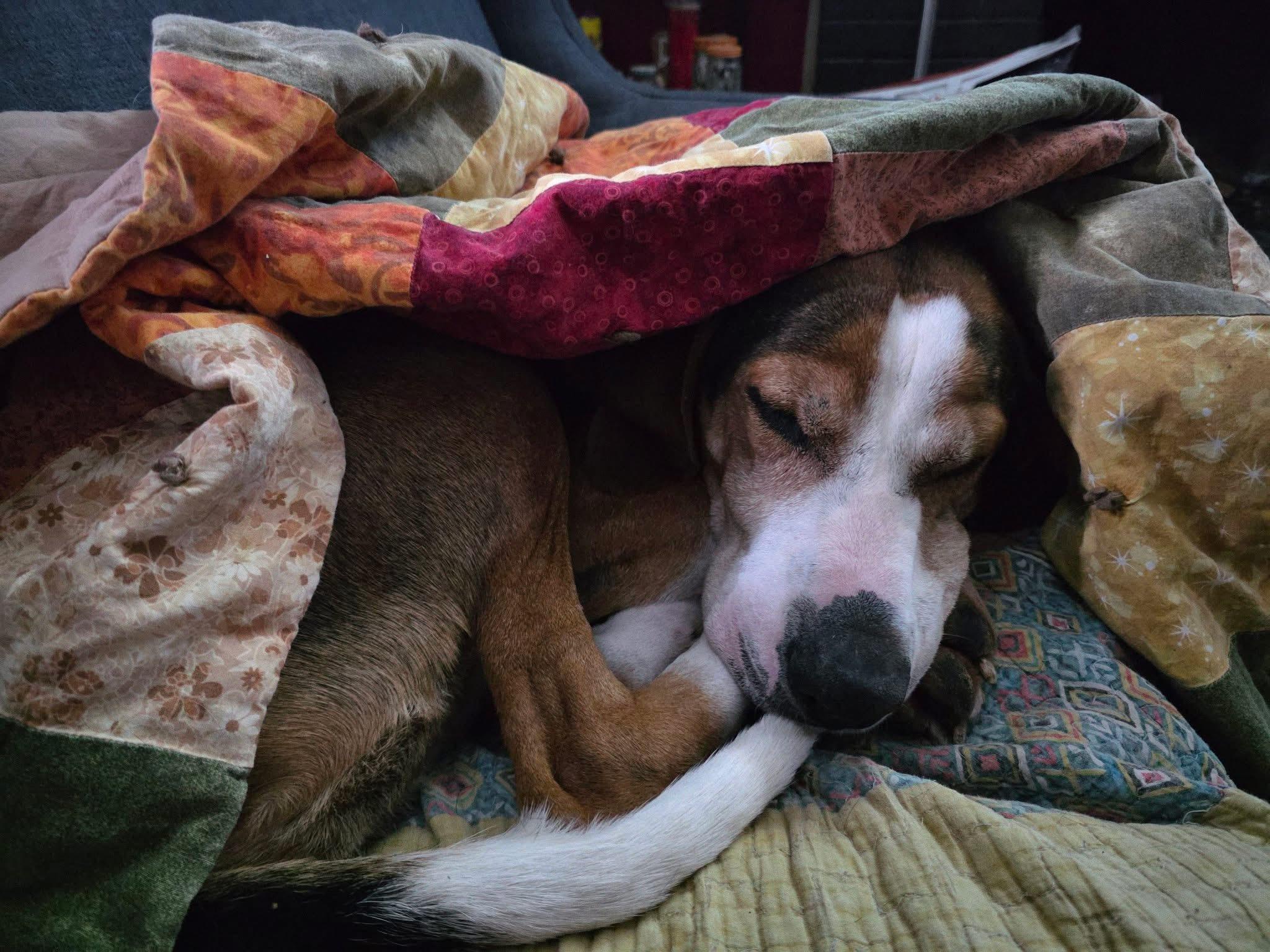 Enlarge Herald, a Adoptable mixed breed in Oswego, IL image 5/6