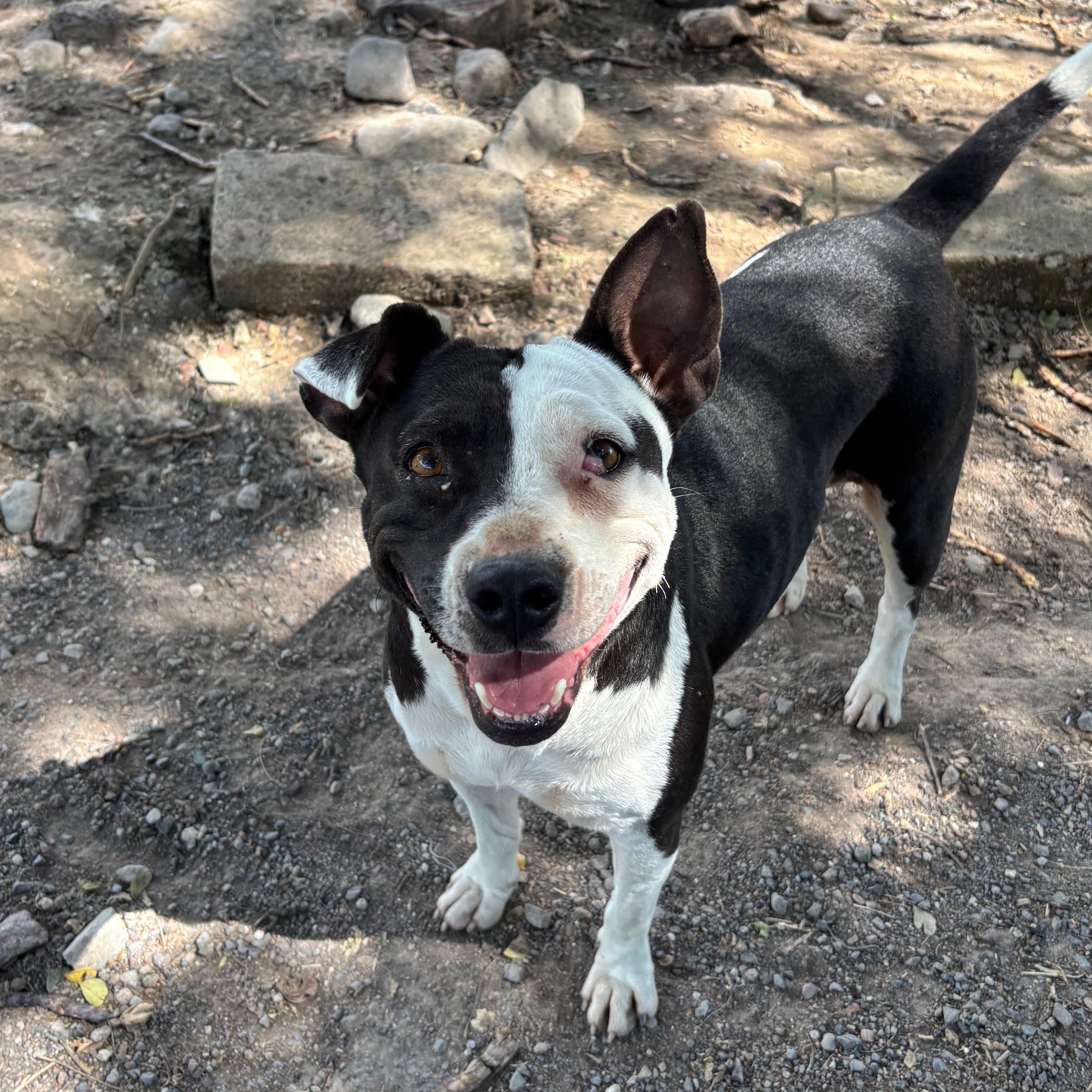 Enlarge Ayla, a Adoptable mixed breed in Sherwood, OR image 4/6