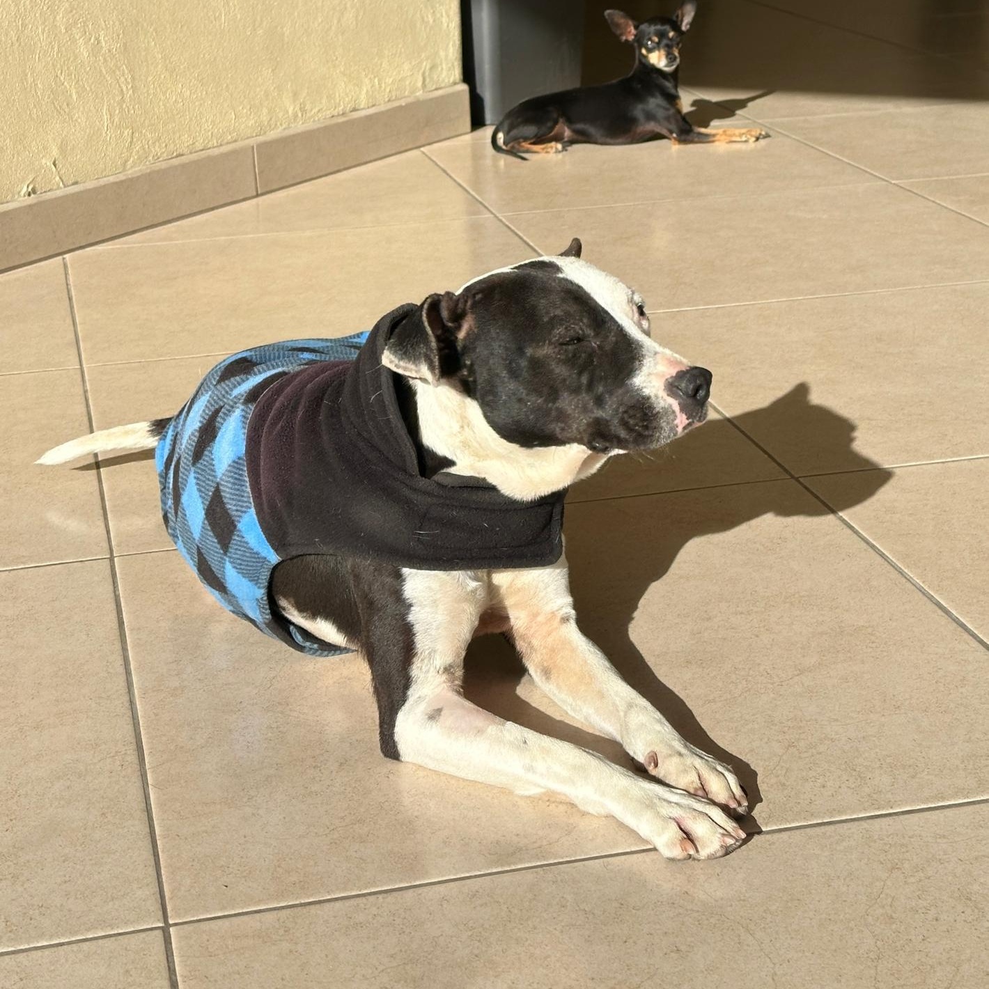 Enlarge Ayla, a Adoptable mixed breed in Sherwood, OR image 5/6