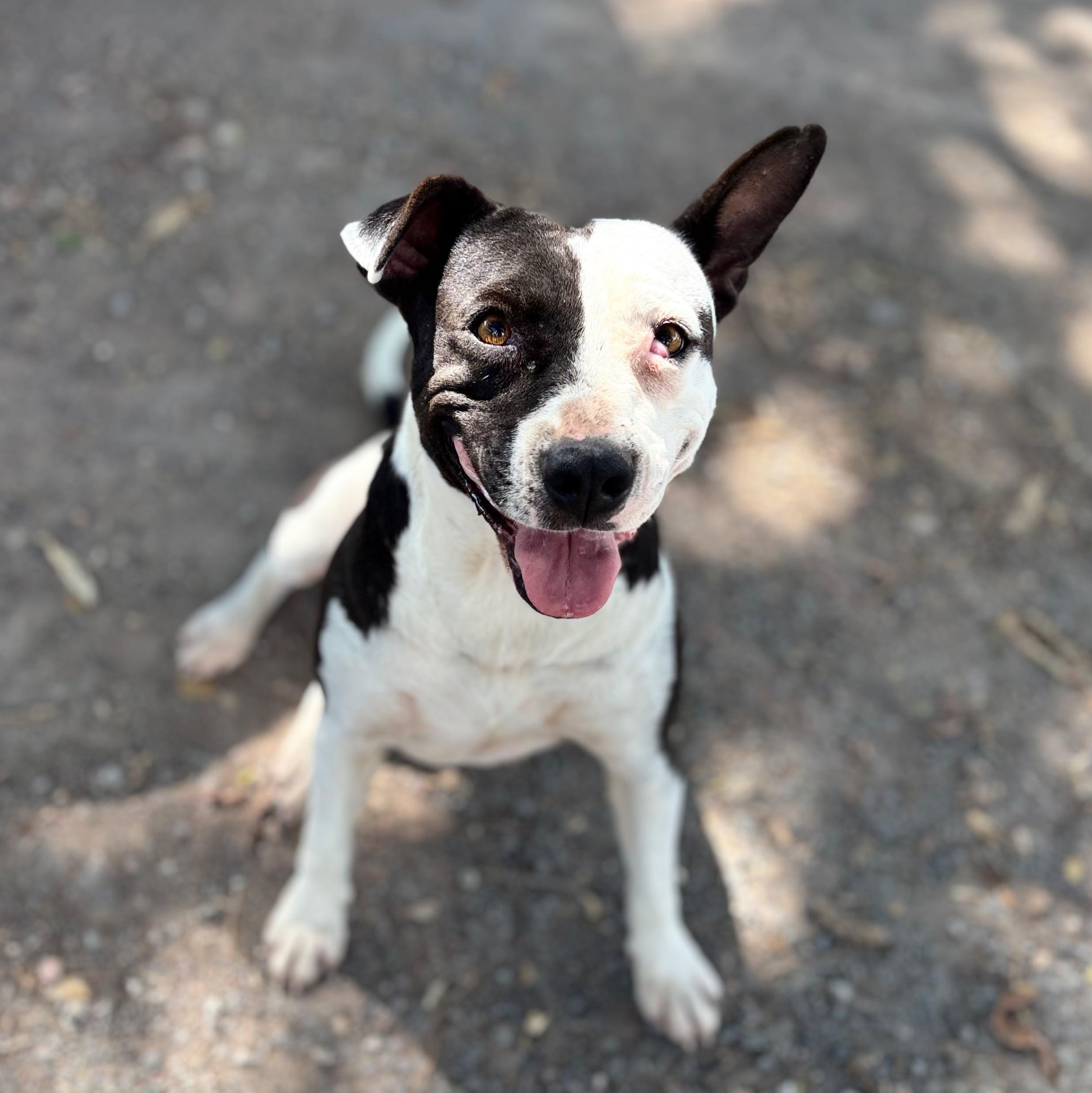 Enlarge Ayla, a Adoptable mixed breed in Sherwood, OR image 1/6