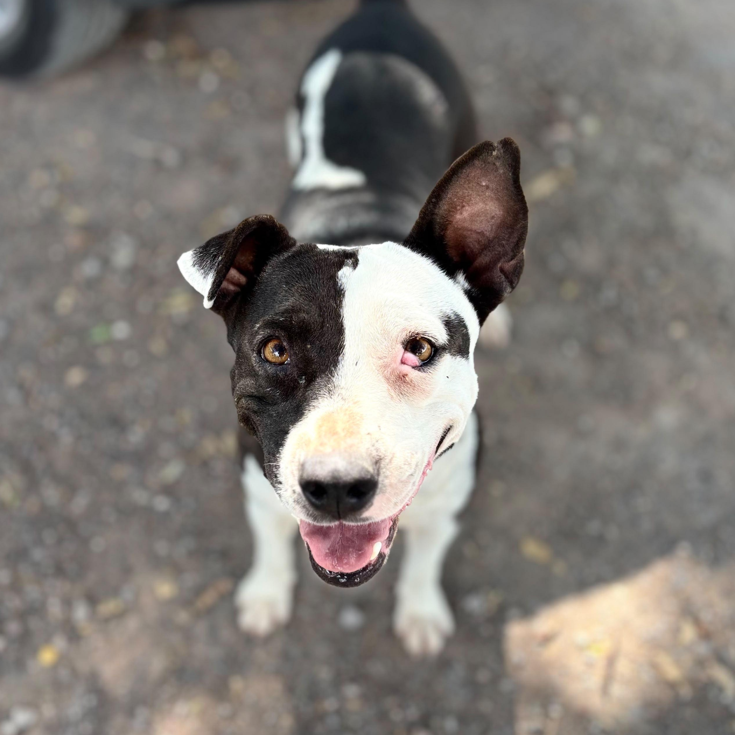 Enlarge Ayla, a Adoptable mixed breed in Sherwood, OR image 2/6