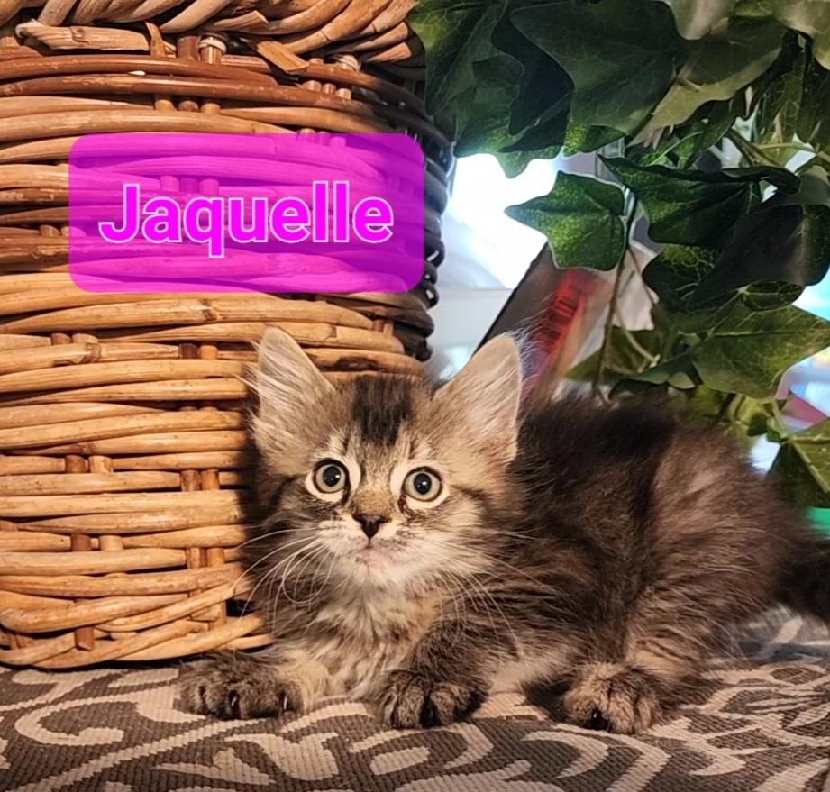 Sunny (Jaquelle) — thumbnail 4