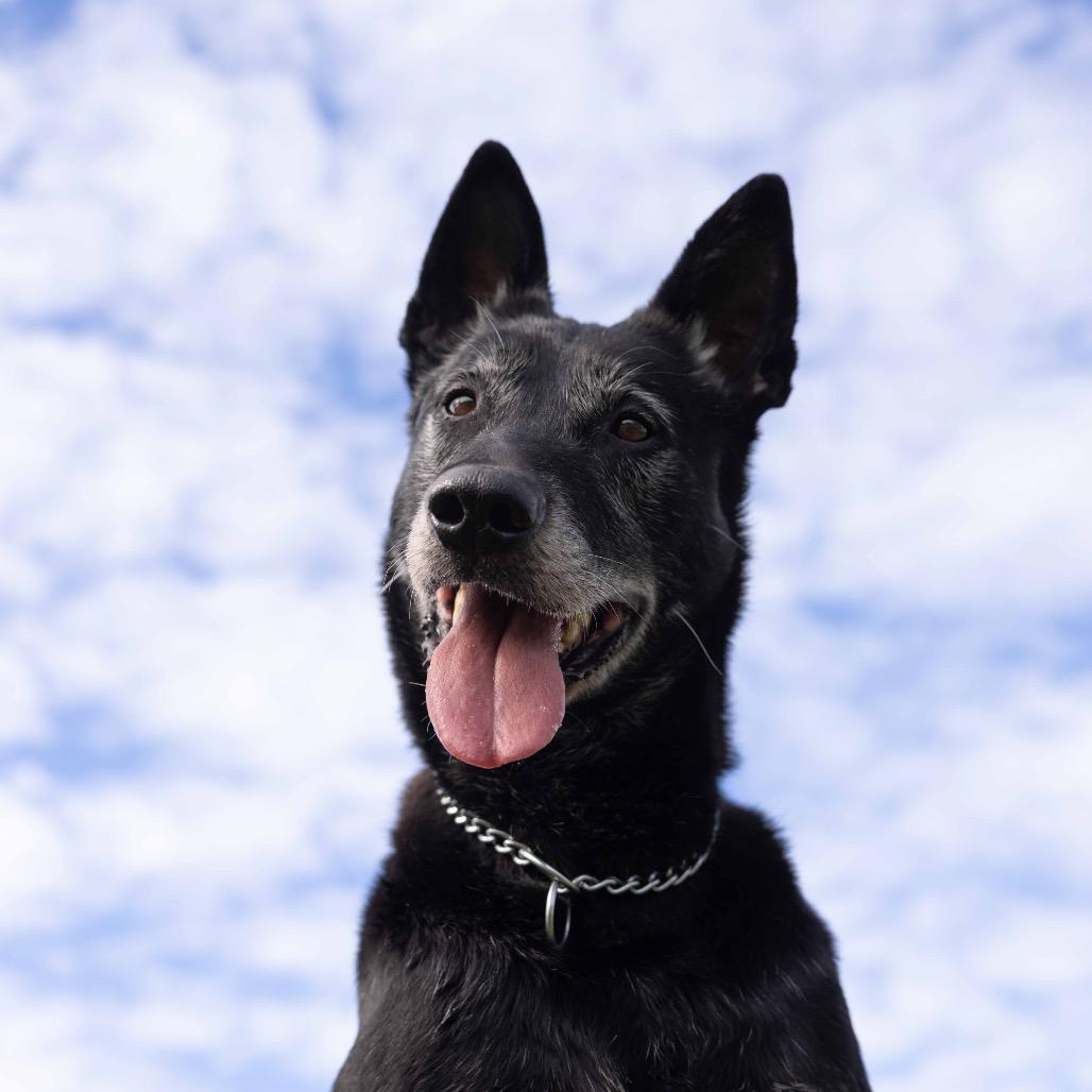 Joey - ECAS, Adoptable, Senior Male German Shepherd Dog & Labrador Retriever.