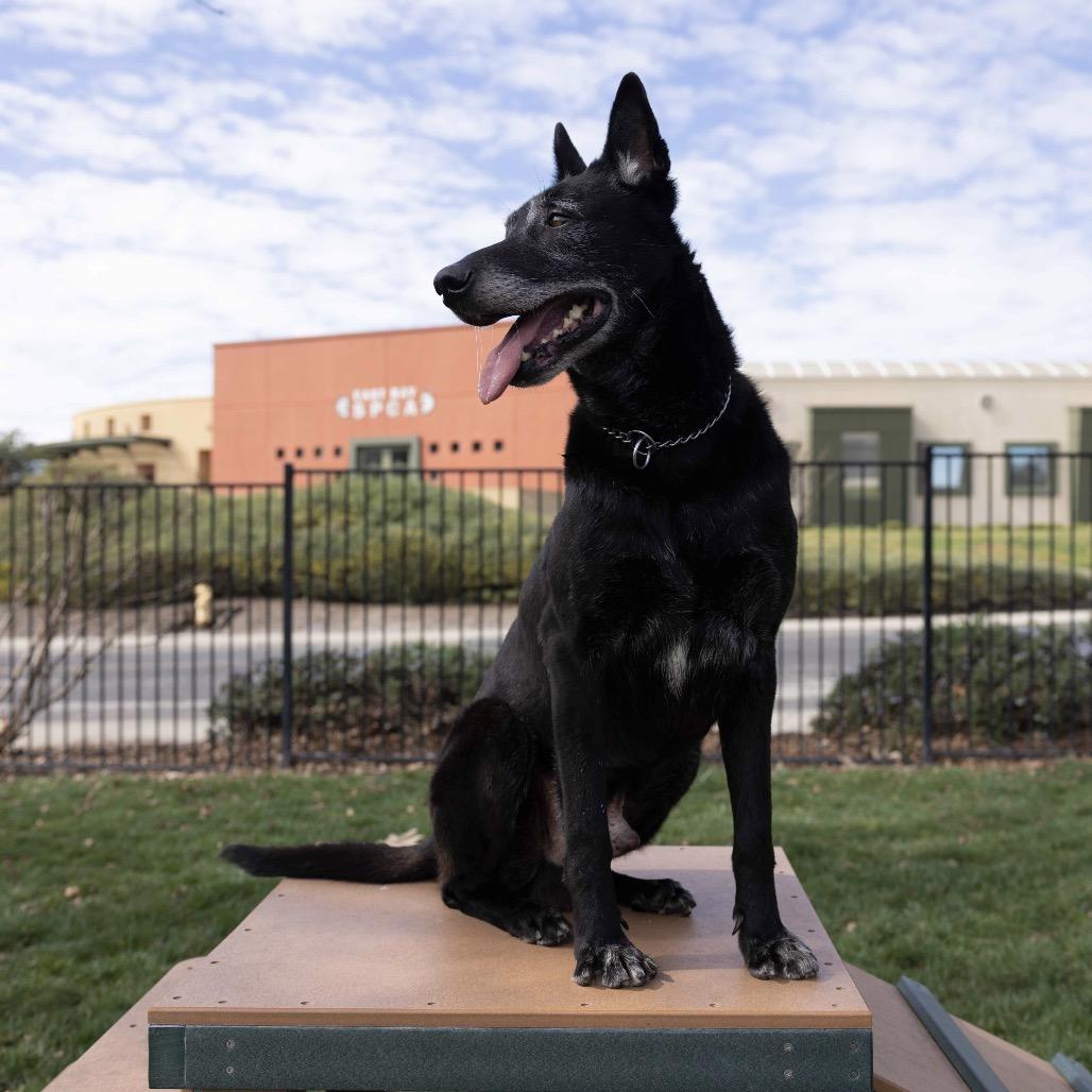 Joey - ECAS, Adoptable, Senior Male German Shepherd Dog & Labrador Retriever.