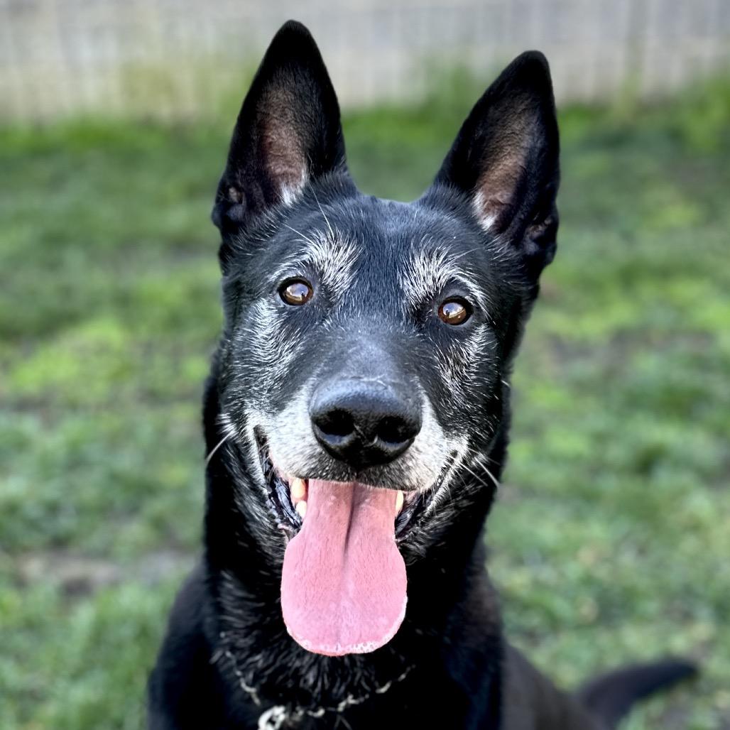 Enlarge Joey - ECAS, a Adoptable mixed breed in Pleasanton, CA image 2/6