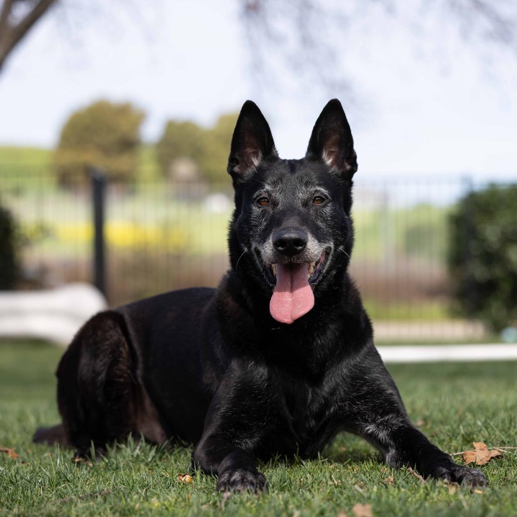 Enlarge Joey - ECAS, a Adoptable mixed breed in Pleasanton, CA image 2/6
